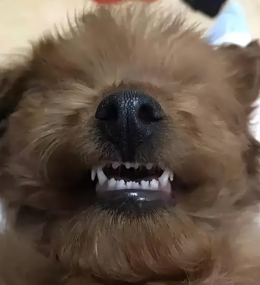 泰迪犬老了有什么特征(泰迪的寿命有多长)