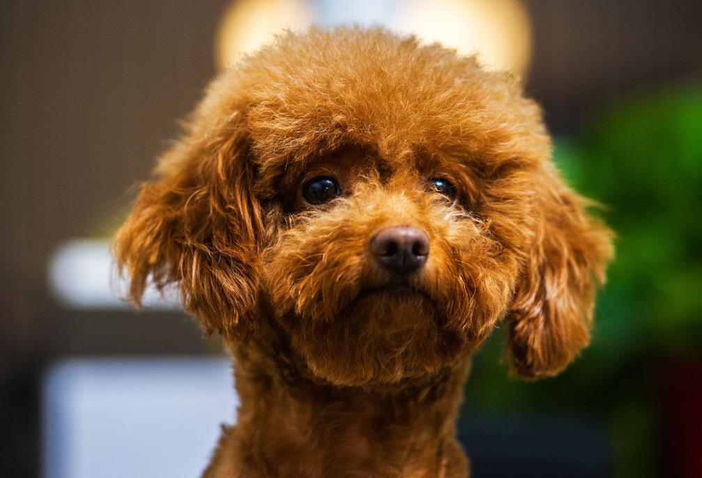 泰迪犬老了有什么特征(泰迪的寿命有多长)