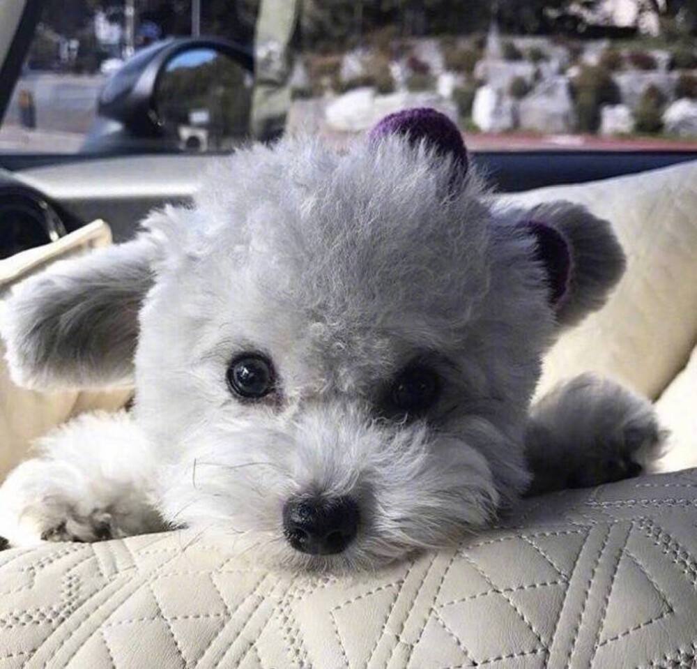 泰迪犬老了有什么特征(泰迪的寿命有多长)