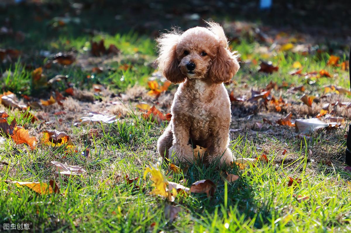 为何泰迪犬的“弃养率”那么高-(为什么不建议养泰迪犬)