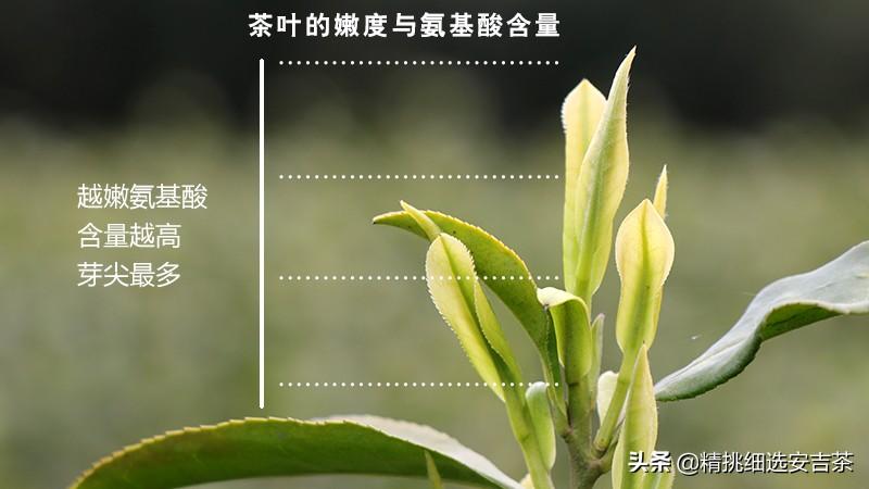 安吉白茶的口感是什么样(安吉白茶的特点和功效有哪些)