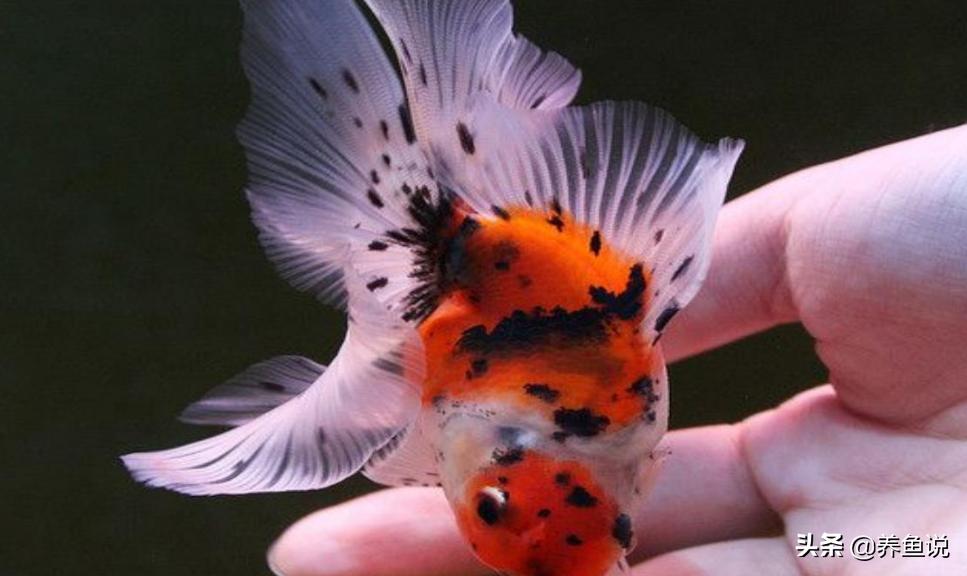 金鱼会被撑死吗-(金鱼会被撑死吗有饱腹感吗)