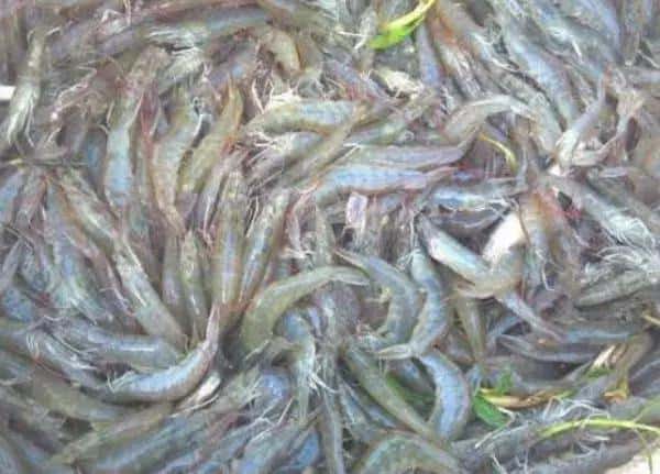 养虾需要什么条件-(养虾需要什么条件和技术)