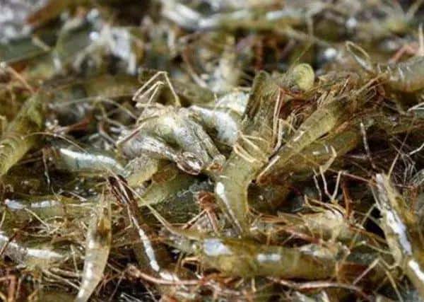 养虾需要什么条件-(养虾需要什么条件和技术)