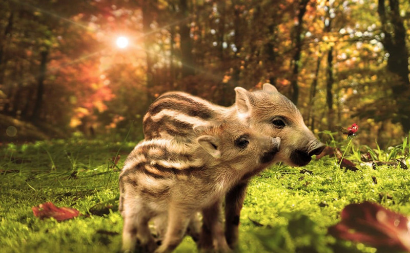 为什么古希腊不是四大文明古国之一(古希腊为什么不是四大文明古国)