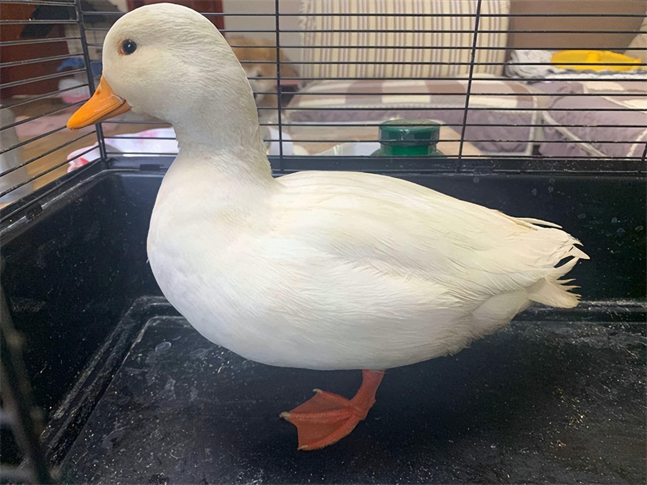 柯尔鸭最便宜多少钱一只(柯尔鸭和普通的鸭子有什么区别)