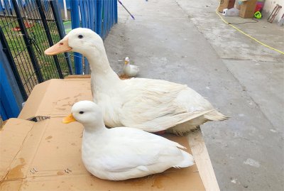 ​柯尔鸭最便宜多少钱一只(柯尔鸭和普通的鸭子有什么区别)