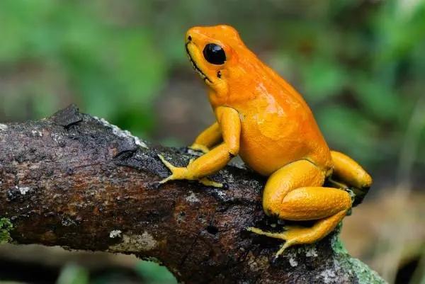 箭毒蛙的天敌是谁(箭毒蛙的天敌有哪些)