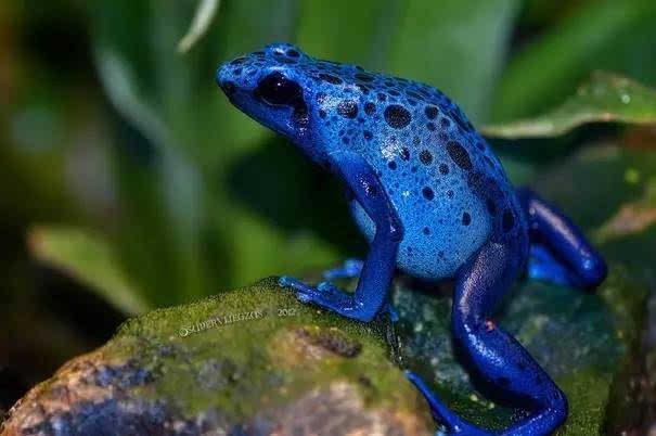 箭毒蛙的天敌是谁(箭毒蛙的天敌有哪些)