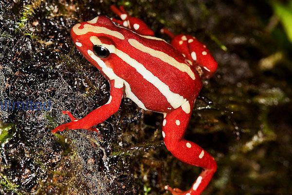 箭毒蛙的天敌是谁(箭毒蛙的天敌有哪些)