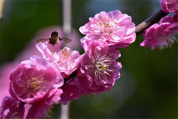 韶华易逝，莫负流年是什么意思 如何理解“韶华”