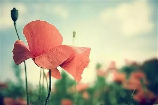 韶华易逝，莫负流年是什么意思 如何理解“韶华”