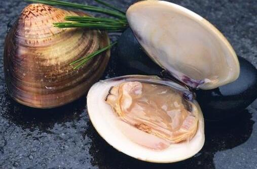 河蚌怎么洗?河蚌怎么挑选