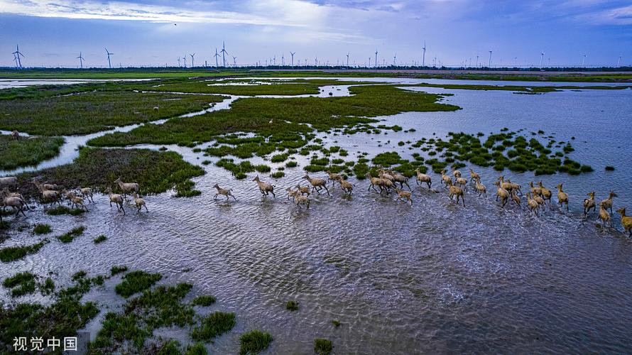 4.虎跑滩涂湿地生态园