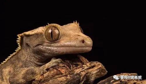 睫角守宫适合新手吗(睫角守宫饲养入门指南)(5)