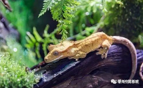 睫角守宫适合新手吗(睫角守宫饲养入门指南)(7)