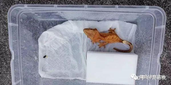 睫角守宫适合新手吗(睫角守宫饲养入门指南)(4)