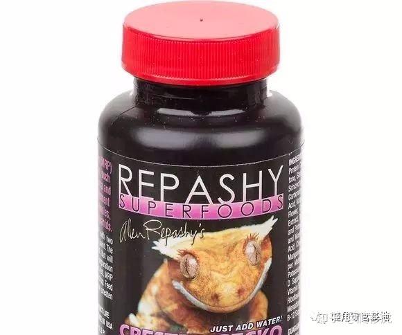 睫角守宫适合新手吗(睫角守宫饲养入门指南)(10)