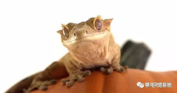 睫角守宫适合新手吗(睫角守宫饲养入门指南)(9)