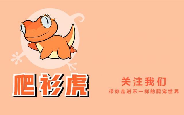 睫角守宫适合新手吗(睫角守宫饲养入门指南)(14)