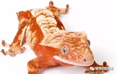 睫角守宫适合新手吗(睫角守宫饲养入门指南)(8)