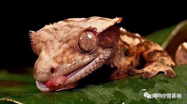 睫角守宫适合新手吗(睫角守宫饲养入门指南)(13)