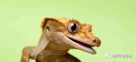 睫角守宫适合新手吗(睫角守宫饲养入门指南)(3)