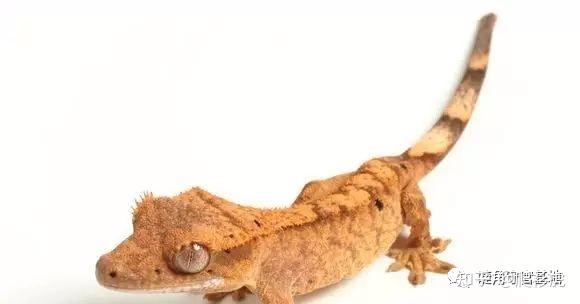 睫角守宫适合新手吗(睫角守宫饲养入门指南)(6)