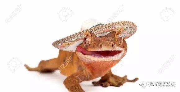 睫角守宫适合新手吗(睫角守宫饲养入门指南)(12)