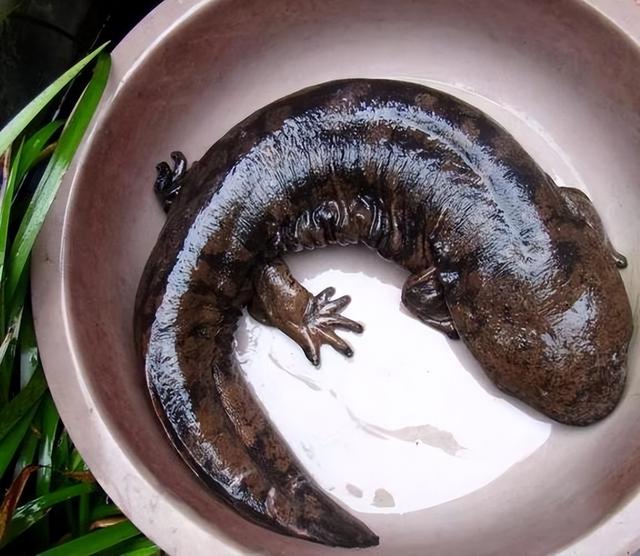 娃娃鱼是人类祖先吗(山海经现存物种之一)(9)