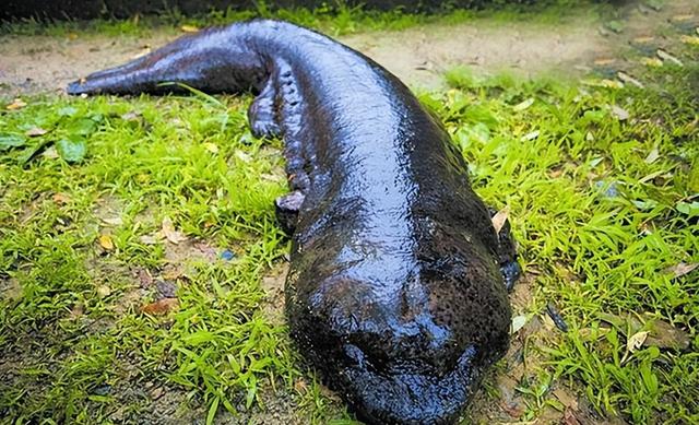 娃娃鱼是人类祖先吗(山海经现存物种之一)(4)