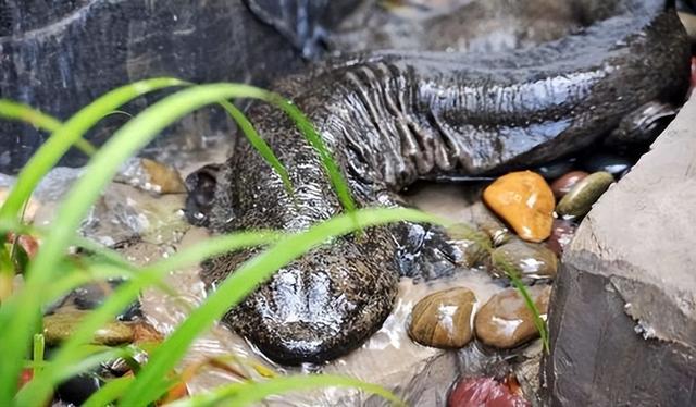 娃娃鱼是人类祖先吗(山海经现存物种之一)(10)