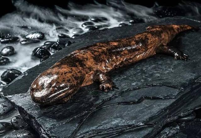 娃娃鱼是人类祖先吗(山海经现存物种之一)(6)