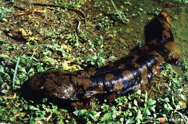 娃娃鱼是人类祖先吗(山海经现存物种之一)(7)