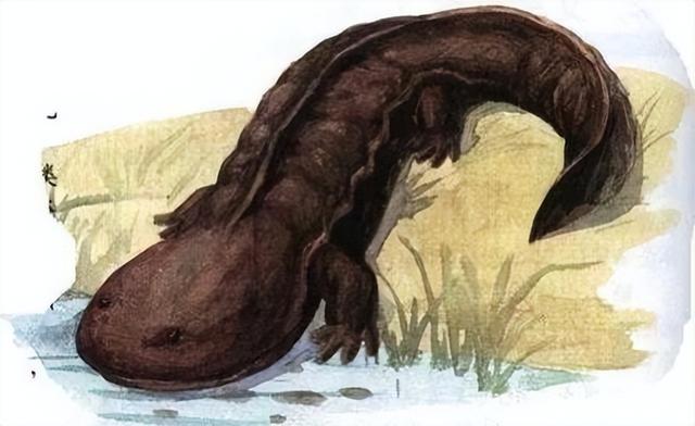 娃娃鱼是人类祖先吗(山海经现存物种之一)(3)