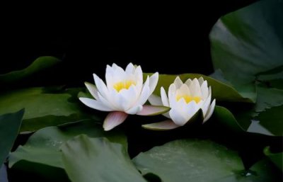 ​描写荷花的诗句古诗大全(描写荷花的诗句托物言志)