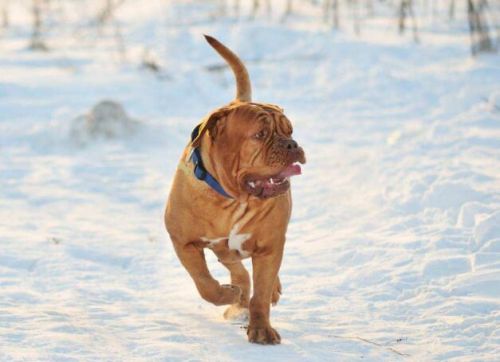 波尔多犬价格多少一只,波尔多狗价格表-第1张图片-