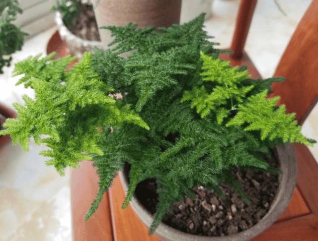 养花复合肥可以兑水浇花吗(复合肥可以兑水浇花吗)