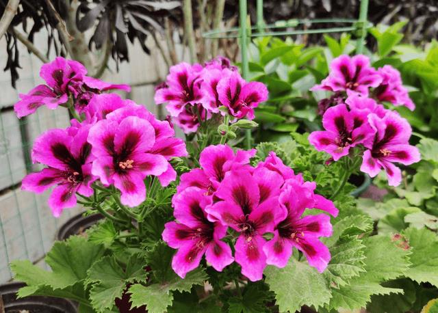 养花复合肥可以兑水浇花吗(复合肥可以兑水浇花吗)