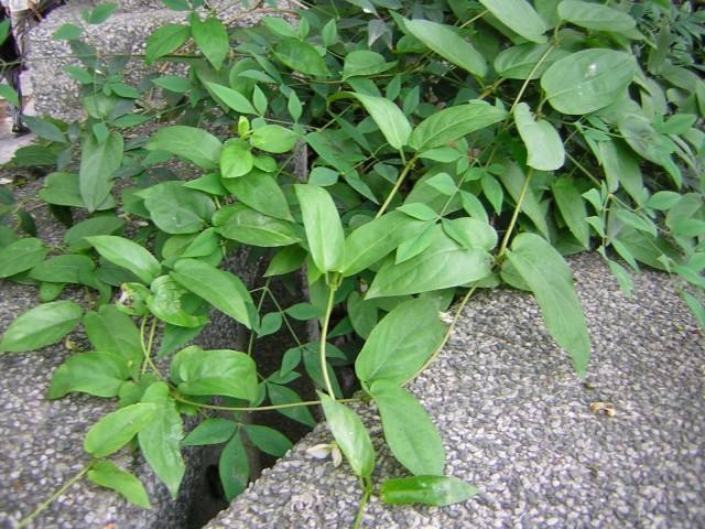 鸡矢藤与鸡屎藤的区别(鸡矢藤与鸡屎藤一样吗)