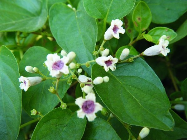 鸡矢藤与鸡屎藤的区别(鸡矢藤与鸡屎藤一样吗)