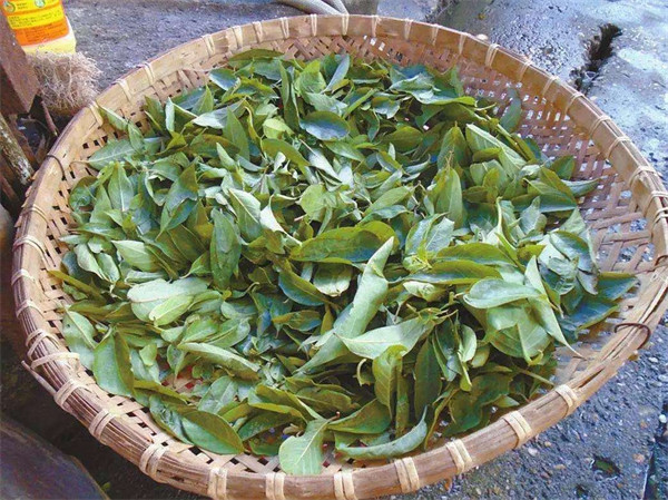 鸡矢藤与鸡屎藤的区别(鸡矢藤与鸡屎藤一样吗)