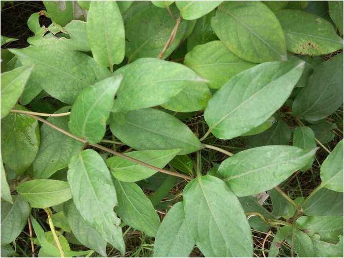 鸡矢藤与鸡屎藤的区别(鸡矢藤与鸡屎藤一样吗)