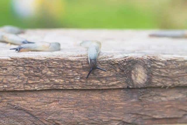 蛞蝓有毒吗-鼻涕虫是怎么长出来的-（鼻涕虫对人有没有危害）