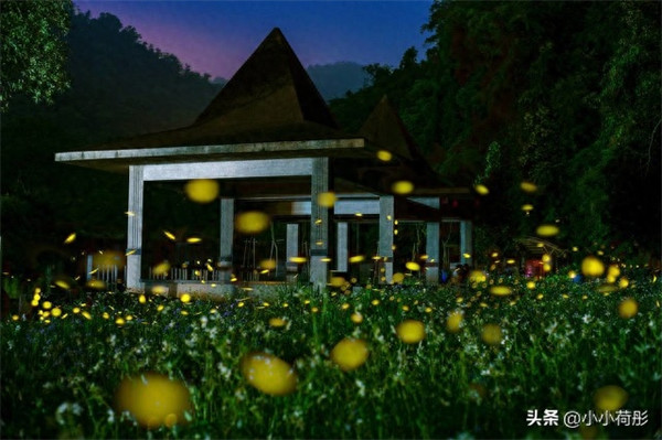 萤火虫什么季节出现(萤火虫吃什么)