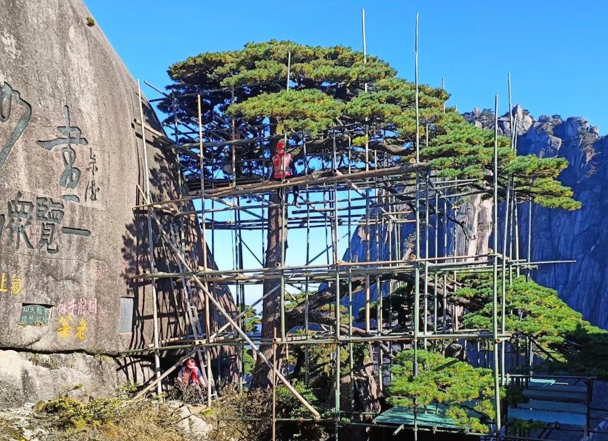 黄山迎客松是真树还是假树(黄山迎客松一年的养护费用)