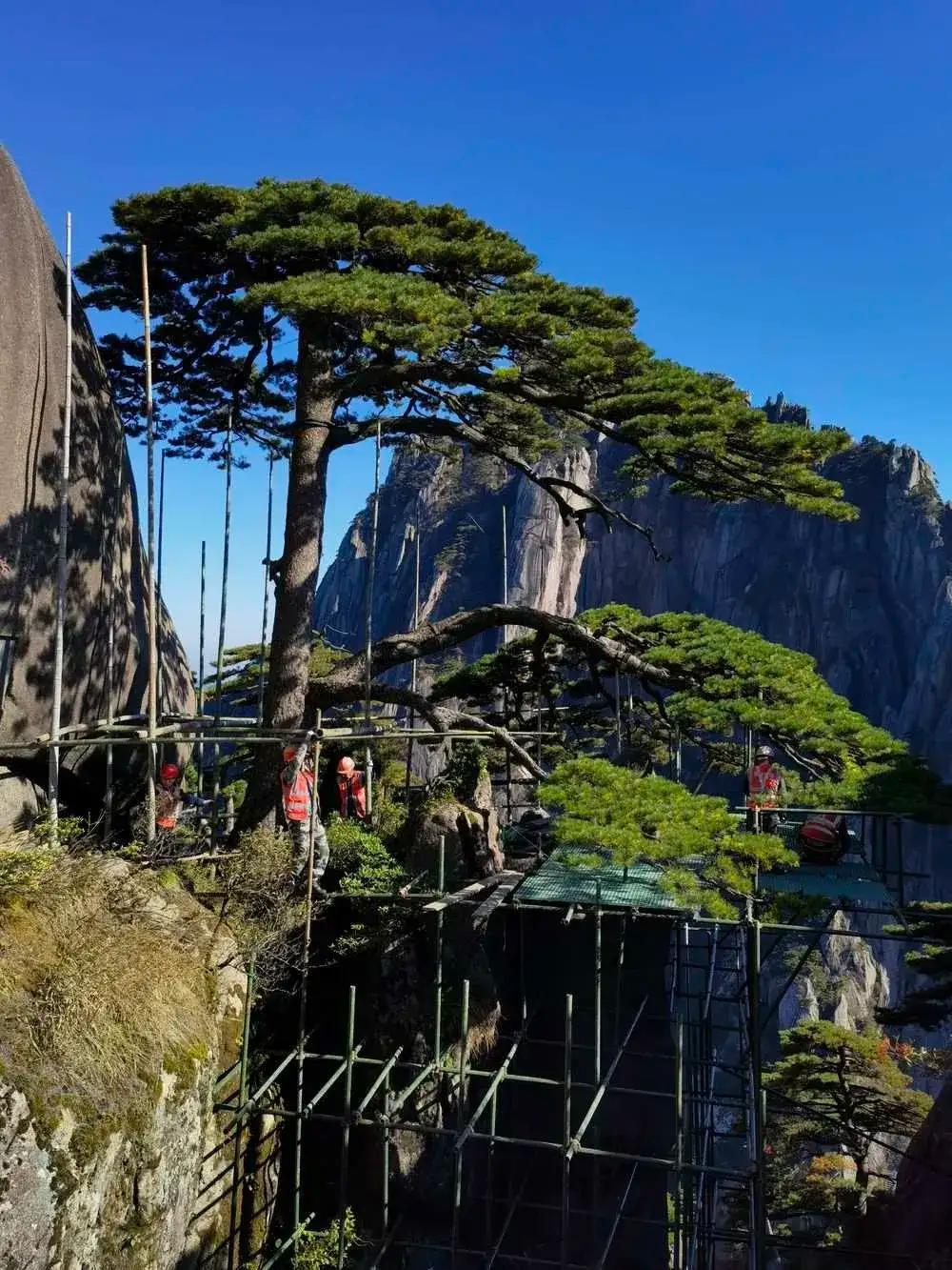 黄山迎客松是真树还是假树(黄山迎客松一年的养护费用)