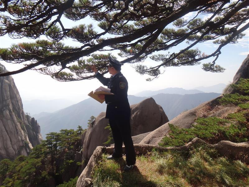 黄山迎客松是真树还是假树(黄山迎客松一年的养护费用)