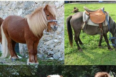 ​活马形容女人是什么意思