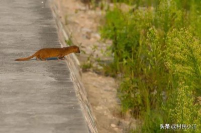 ​喜鹊茅台酒(茅台金口喜鹊)